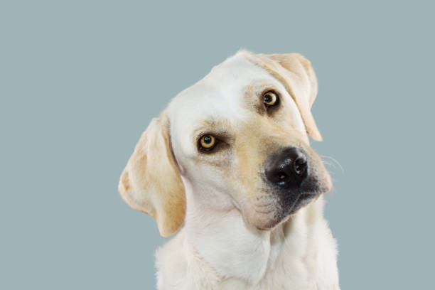 LABRADOR RETRIEVER DOG THINKING AND TILTING THE HEAD SIDE AND LOOKING AT CAMERA. ISOLATED AGAINST PASTEL BLUE COLORED BACKGROUND. LABRADOR RETRIEVER DOG THINKING AND TILTING THE HEAD SIDE AND LOOKING AT CAMERA. ISOLATED AGAINST PASTEL BLUE COLORED BACKGROUND. spanish mastiff puppies stock pictures, royalty-free photos & images