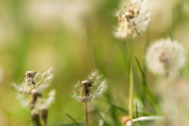 Nature background of dandelions in the grass. Green nature background. Nature. Close up background nature of dandelion seeds. Nature close up.