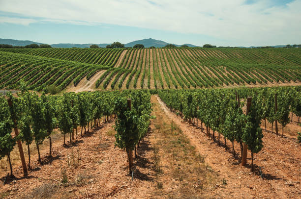 istock Parallel vines going up the hill in a vineyard near Estremoz 1141945940