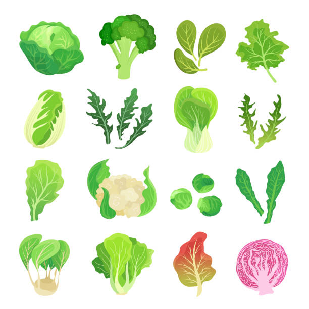 illustrazioni stock, clip art, cartoni animati e icone di tendenza di set di verdure a foglia verde, agricoltura e pianta verde - symbol food salad icon set