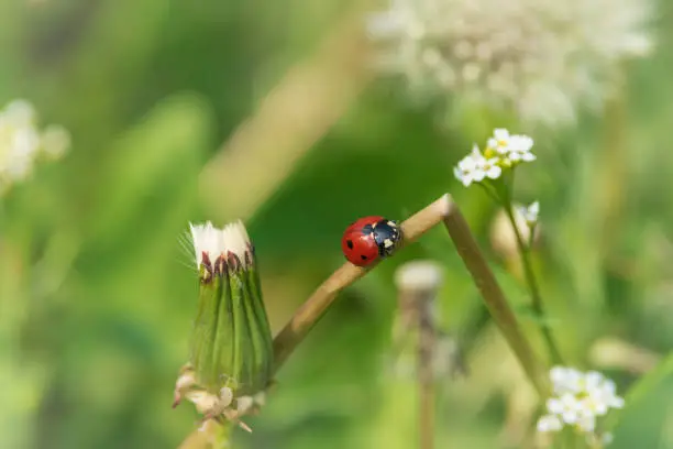 Photo of Close up of ladybug on white dandelion flower.