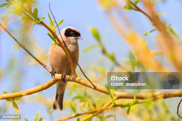 Eurasian Penduline Tit Sitting On A Thin Branch Among Spring Greens Stock Photo - Download Image Now