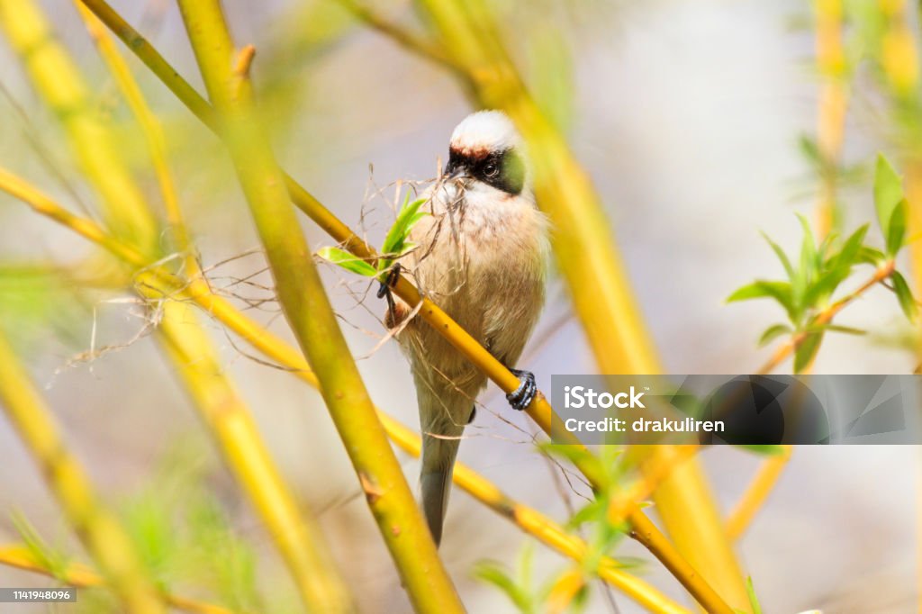 Eurasian penduline tit collects material for the nest Eurasian penduline tit collects material for the nest, wild nature, spring mood Animal Migration Stock Photo