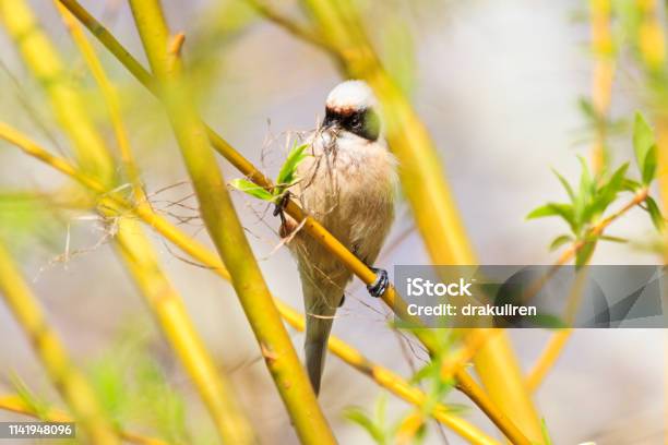 Eurasian Penduline Tit Collects Material For The Nest Stock Photo - Download Image Now