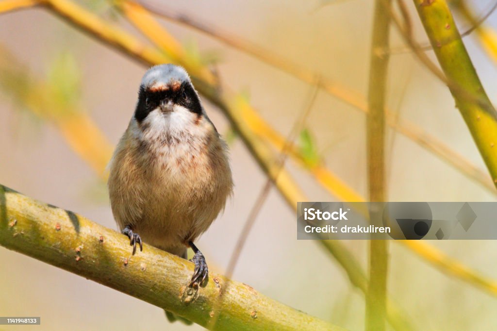 bird with a black mask sits in the thickets bird with a black mask sits in the thickets, wild nature, spring mood Animal Migration Stock Photo
