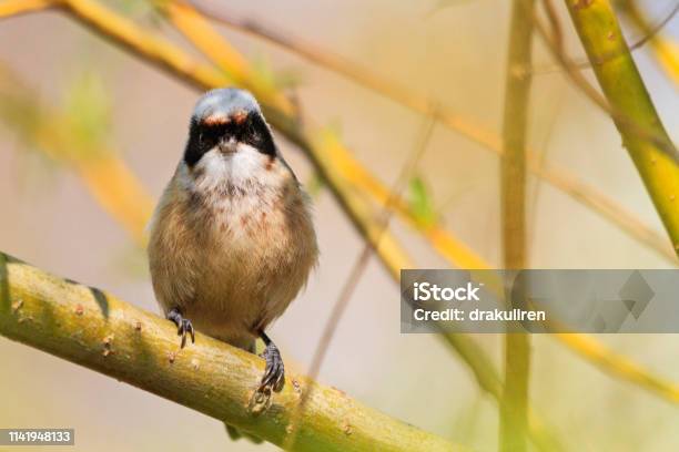 Bird With A Black Mask Sits In The Thickets Stock Photo - Download Image Now - Animal Migration, Animal Nest, Animal Wildlife