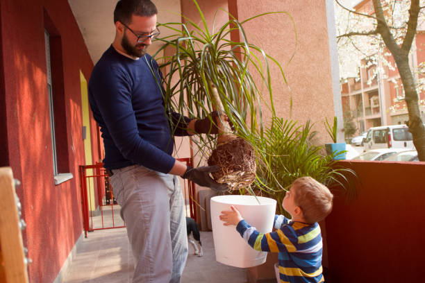 istock Big Pot For The Big Plant 1141948379
