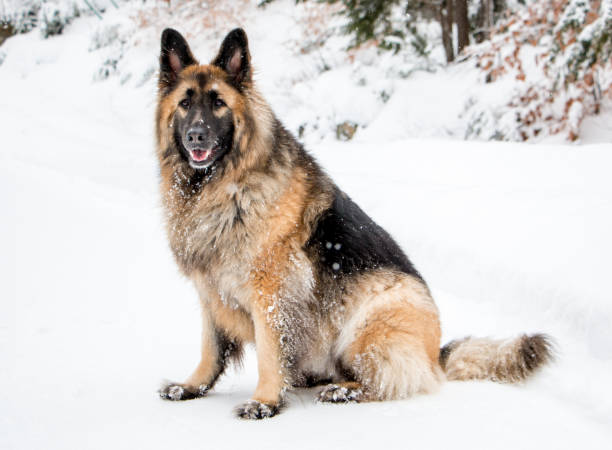 istock long-haired german shepherd in the snow 1141949206