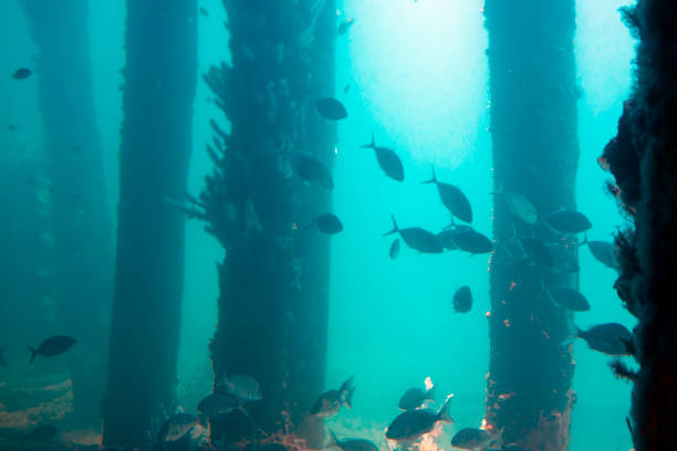 istock View from the Underwater Observatory, Busselton Jetty, WA, Australia 1141953186