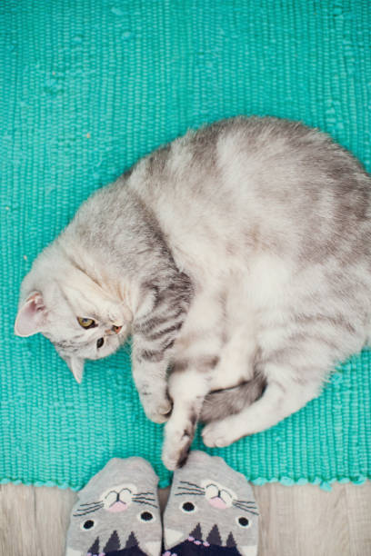 istock cute grey cat lying near human feet 1141954317