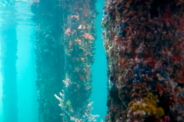 istock View from the Underwater Observatory, Busselton Jetty, WA, Australia 1141954716