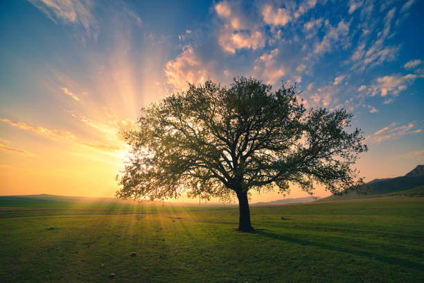 istock Magical sunrise with warm sun rays, green meadow and big tree 1141954734
