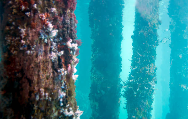 istock View from the Underwater Observatory, Busselton Jetty, WA, Australia 1141954764