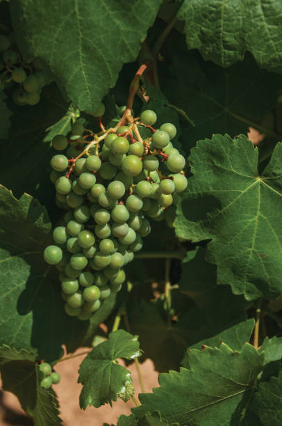 istock Grape cluster on twig of vine in a vineyard 1141954943