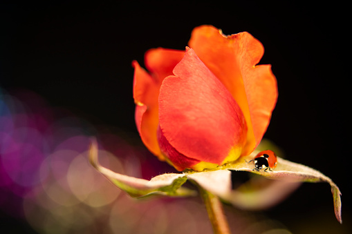 A macro capture of a tiny ladybug sitting on a flower with a defocused vibrant background