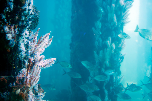Growths on pylons and fish viewed from the Underwater Observatory, Busselton Jetty, Western Australia, Australia