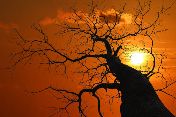 istock Silhouette of Leave less tree at red sky sunset 1141957740