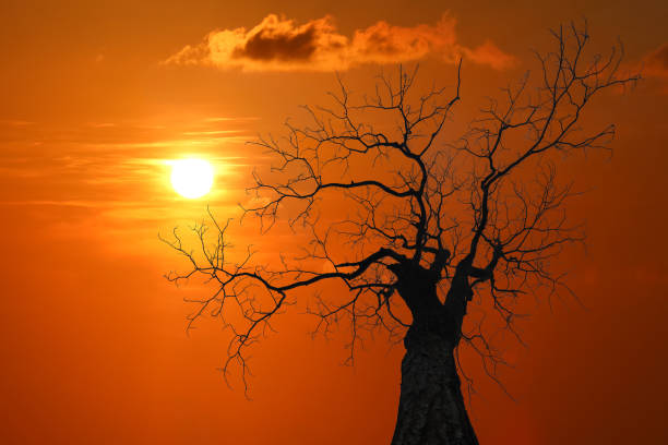 istock Silhouette of Leave less tree at red sky sunset 1141957936