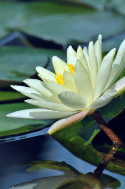 istock Blossom waterlily flowers 1141957993