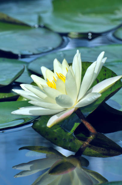 istock Blossom waterlily flowers 1141957997