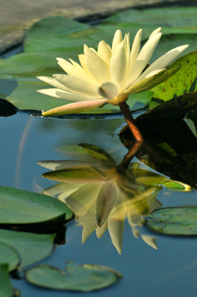istock Blossom waterlily flowers 1141957998
