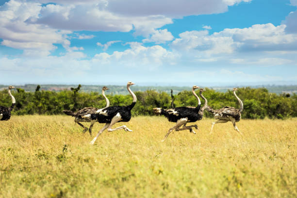 istock Flock of ostriches flees from predator 1141959337