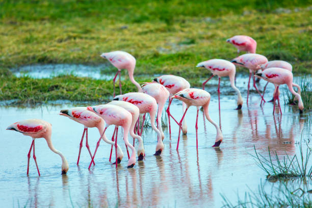 istock Adorable Pink Flamingos 1141959342