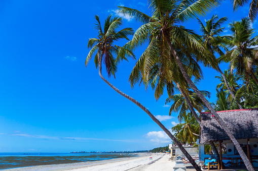 Warm Indian Ocean. Fabulous beach in Mombasa with white sand and palm trees. In the ocean - the ebb, the bottom is overgrown with algae. Kenya, equator. Beach holiday and photo tourism concept