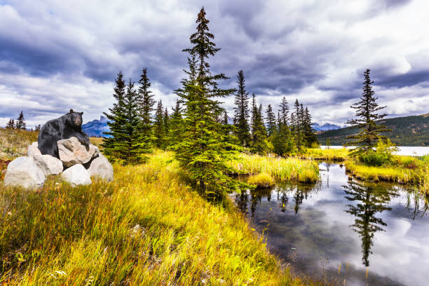 istock Gorgeous black bear resting on the rocks 1141959372