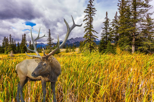 istock Red deer with branched horns grazing 1141959374