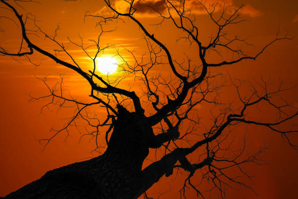 istock Silhouette of Leave less tree at red sky sunset 1141959391