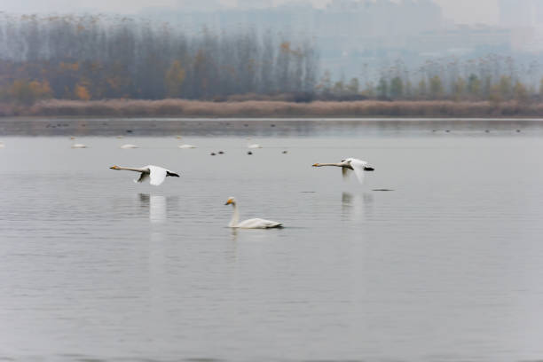 istock Swan flying in the air 1141961039