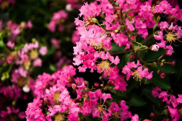 istock Blooming pink oleander flowers or nerium in garden. Selective focus. Copy space. Blossom spring, exotic summer, sunny woman day concept 1141961658