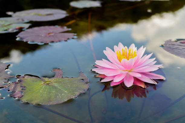 istock Beautiful pink lotus flower. 1141961727