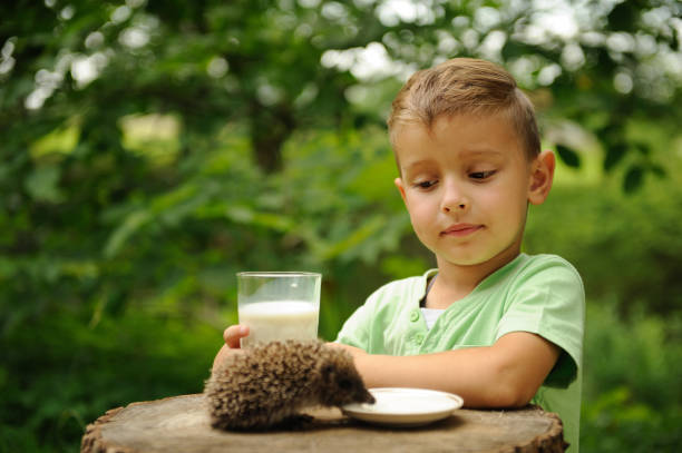 istock Boy. Hedgehog. Nature. Observation. Milk. 1141961753