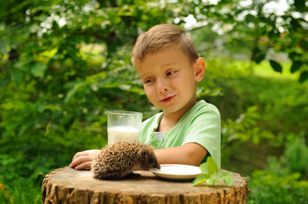 istock Boy. Hedgehog. Nature. Observation. Milk. 1141962455