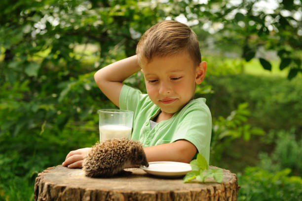 istock Boy. Hedgehog. Nature. Observation. Milk. 1141962632
