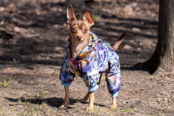istock chihuahua dog in the Park 1141963675