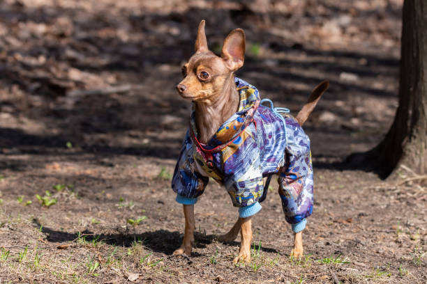istock chihuahua dog in the Park 1141963679