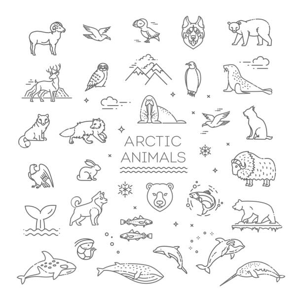 linie arktische tierwelt konzept mit verschiedenen nordtieren. vektor - narwal stock-grafiken, -clipart, -cartoons und -symbole