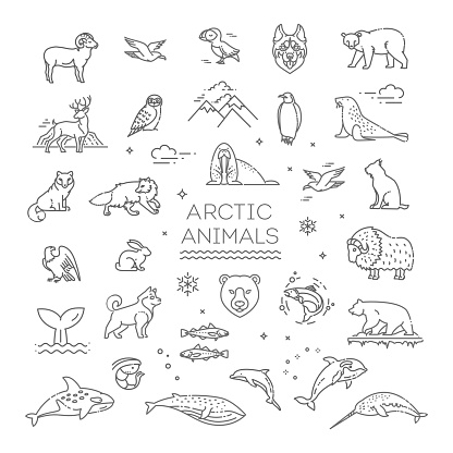 Set of linear vector Arctic animals