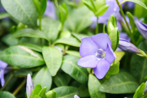 istock Violet flowers in garden 1141964374