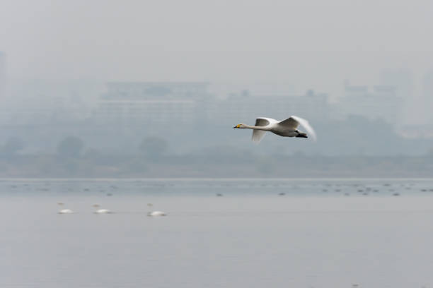 istock Swan flying in the air 1141964383