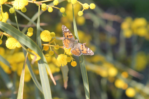 istock Speckled butterfly on yellow flower 1141964573
