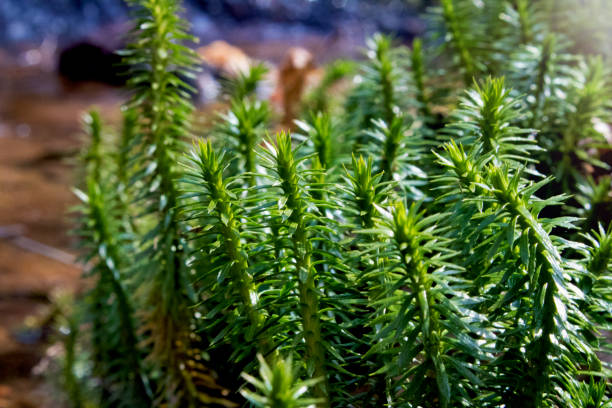 shining clubmoss le long du ruisseau - clubmoss photos et images de collection