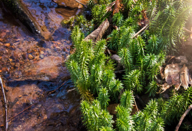 clubmoss de brilho ao longo do creek - clubmoss - fotografias e filmes do acervo