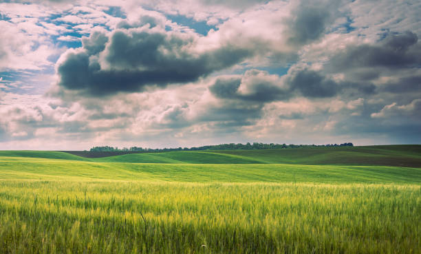istock Fields landscape in summer sunset and sunrise 1141964627