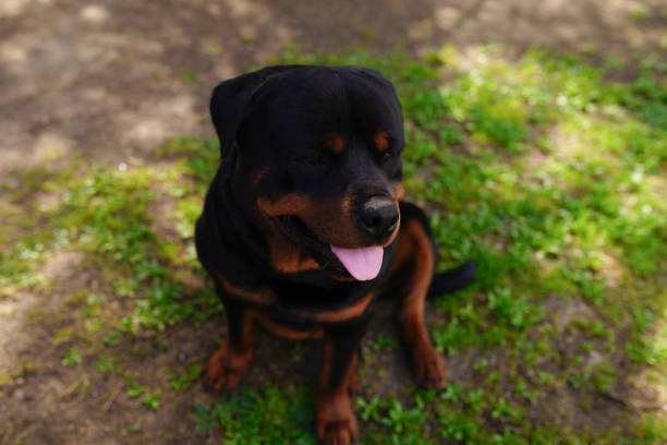 istock Beautiful rottweiler with tongue pulled out in the garden 1141965980