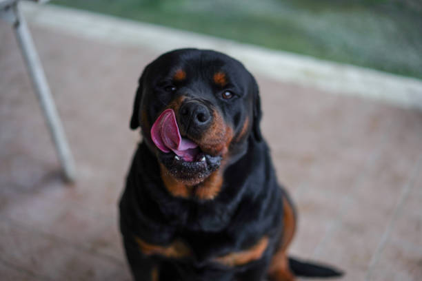 rottweiler dog