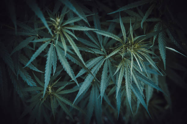 istock Wild agricultural hemp grows in the countryside 1141968863